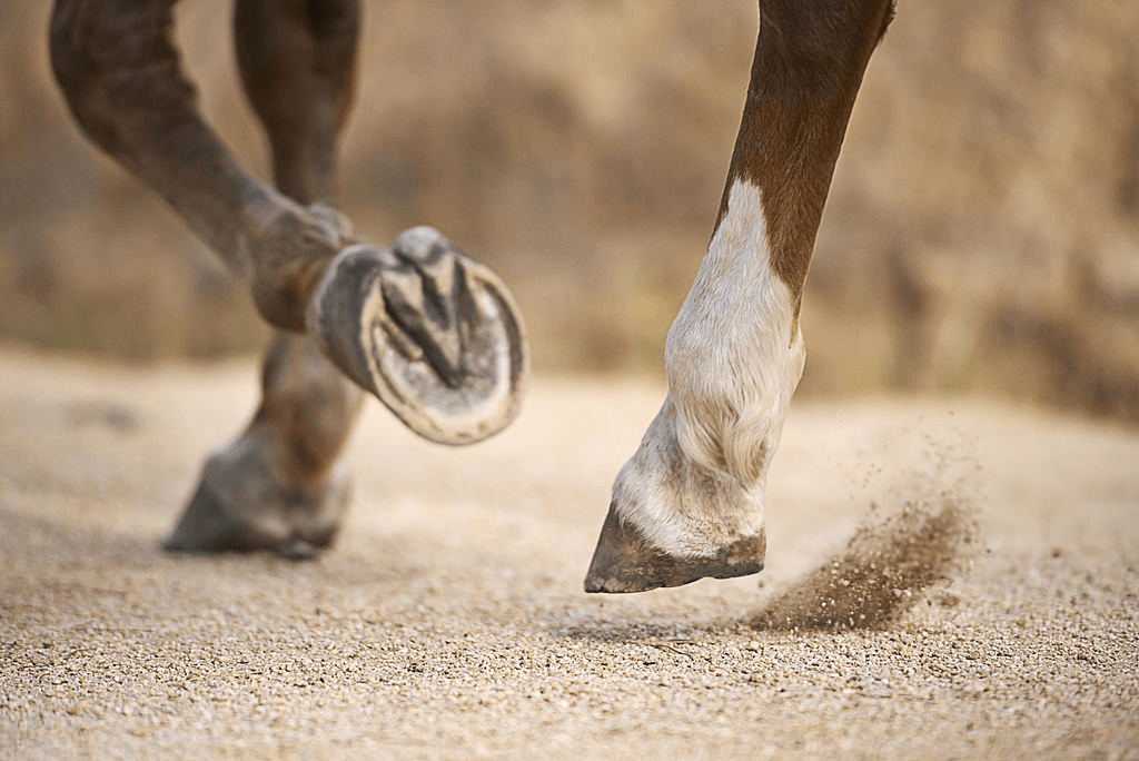 protection sabot peau cheval